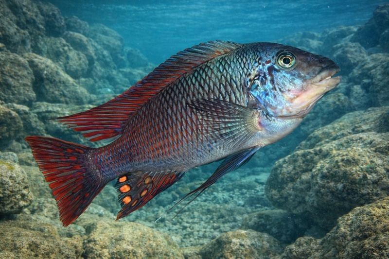 Petrochromis sp. 'longola red fin' Longola
